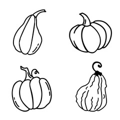 Set of hand drawn pumpkins in doodle style. Traditional halloween and thanksgiving elements