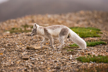 Naklejka premium arctic fox