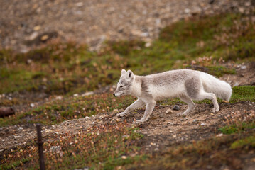 Obraz premium arctic fox