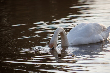 Swan in spring, beautiful water birds Swan on the lake in spring, in the rays of the setting sun