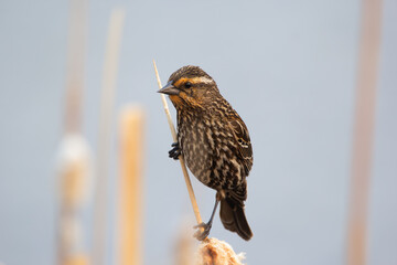 Alerted female Red-winged blackbird is perched on cat tail.