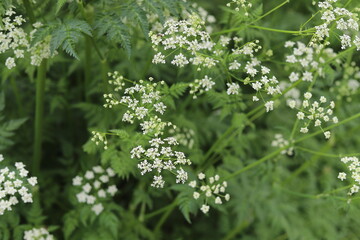 Anthriscus sylvestris. White cow parsley flowering plant in forest.