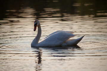Swan in spring, beautiful water birds Swan on the lake in spring, in the rays of the setting sun