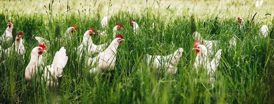Freilandhaltung, gesunde weiße Bio-Hühner auf einer grünen Wiese. Selektive Schärfe. Im Hintergrund mehrere Hühner unscharf. Stimmungsvolles Licht, Abendlicht