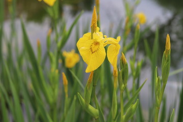 Iris pseudacorus. Water yellow iris close up.