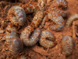 large white beetle larvae on brown wood background closeup