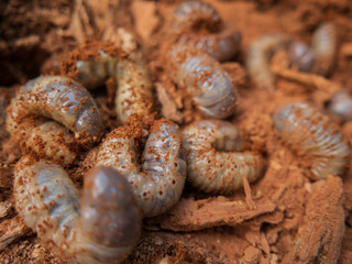 large white beetle larvae on brown wood background closeup