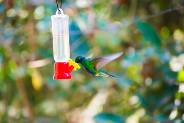 Beautiful and colorful hummingbirds from QUito, Ecuador