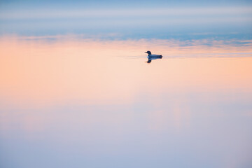 A loon swimming at sunrise