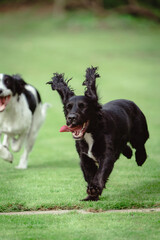 A family of Sprocker Spaniels having a family get together and enjoying their playtime.