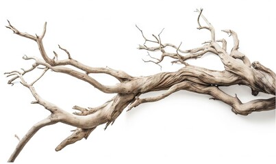  a branch of a dead tree with no leaves on a white background with a white back ground and a white back ground with a white back ground.  generative ai - obrazy, fototapety, plakaty