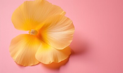 Fototapeta na wymiar a single yellow flower on a pink background with a shadow of the flower on the left side of the frame, and a single yellow flower on the right side of the frame. generative ai