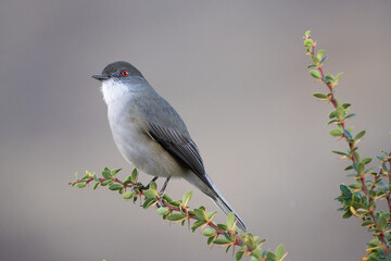 Fire-eyed Diucon (Pyrope pyrope) perched on a Calafate plant (Berberis microphylla) in El Chaltén, Patagonia Argentina.