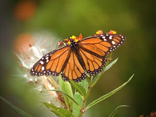 Fototapeta na wymiar Monarch butterfly (2)