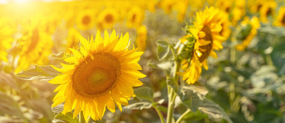 Fototapeta na wymiar Sunflower garden. field of blooming sunflowers against the backdrop of sunset. The best kind of sunflower in bloom. Growing sunflowers to make oil