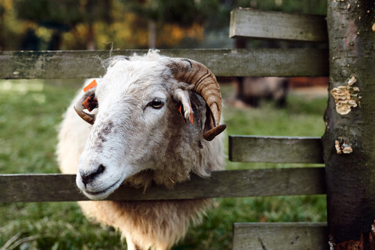 Baran w zagrodzie na polanie