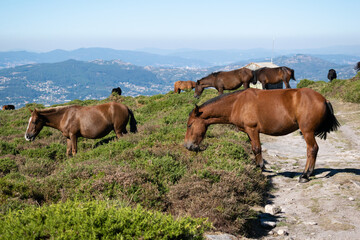 Herd of wild horses grazing on the mountain in Galicia - Spain