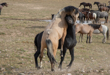 Wild Horse Stallions Fighting in Spring in the Utah Desert