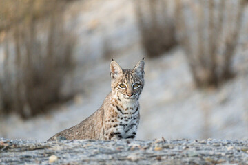 Young bobcat stare