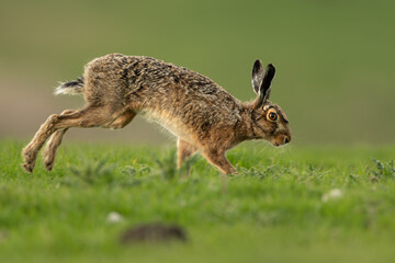 Brown Hare