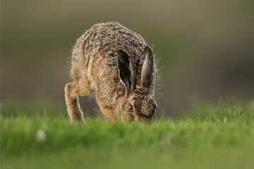 Brown Hare 