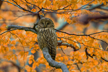 Ural owl in the forest in autumn © Pawe