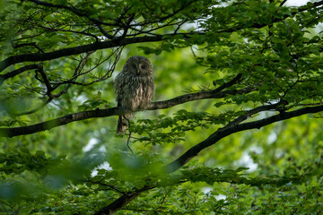 Ural owl in the forest