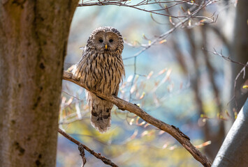 Ural owl in the forest