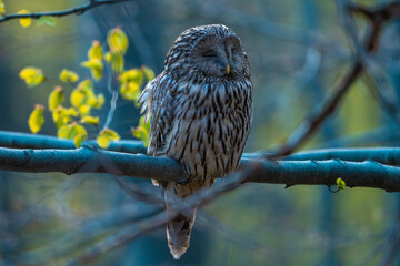 Ural owl in the forest © Pawe