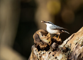 Eurasian nuthatch eating nuts sitting on a tree