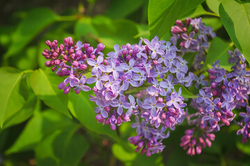 Syringa. Blooming branches of lilac close-up. Lush bloom of lilacs. Selective focus.