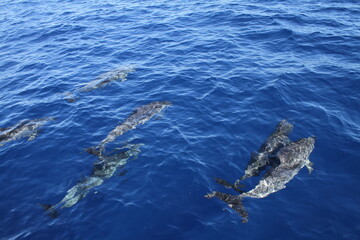 Fototapeta premium A group of dolphins speeding across the surface of the sea.
