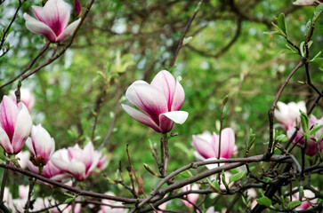 pink magnolia flowers in the spring garden