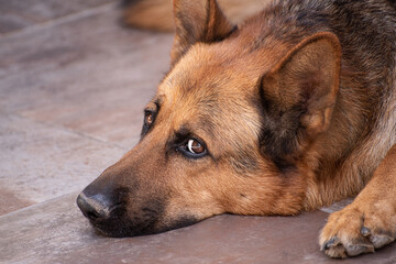 Mascota Ovejero Alemán relajado con mirada atenta