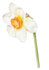 White daffodil flower with stem botanical illustration.