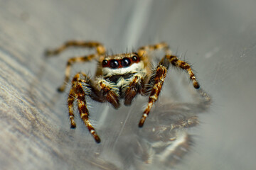 Araña 8