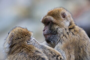 macaque 
