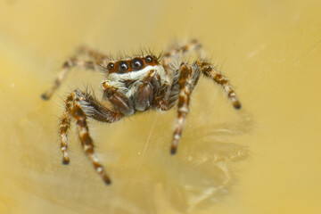 Araña 6