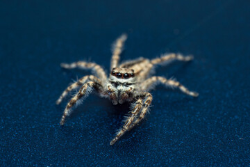 Araña 4