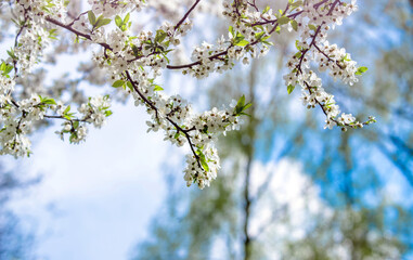 Cherry blossom branch in the garden in spring
