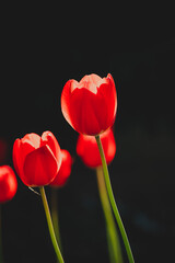 Fototapeta premium Spring tulips
