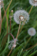 verical shot with dandelion seed head in the meadow