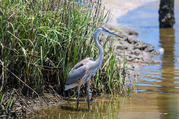 Great Blue Heron standing in a creek