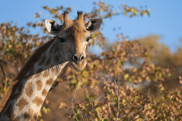 Close up of a giraffe