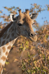 Close up of a giraffe