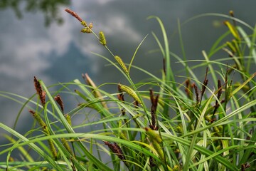Carex riparia, greater pond sedge. Close up. - obrazy, fototapety, plakaty