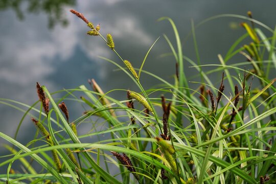 Carex riparia, greater pond sedge. Close up.