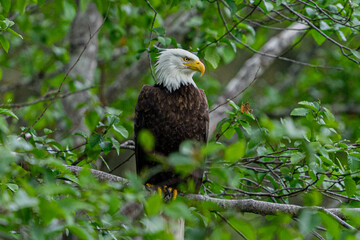 American bald eagle in Alaska
