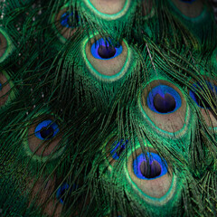 Peacock feather close up. Vibrant blue and green colors