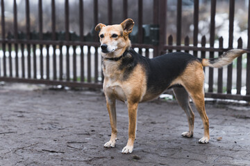 Naklejka na ściany i meble full view of a street dog in the shelter, homeless and abandoned dogs. High quality photo